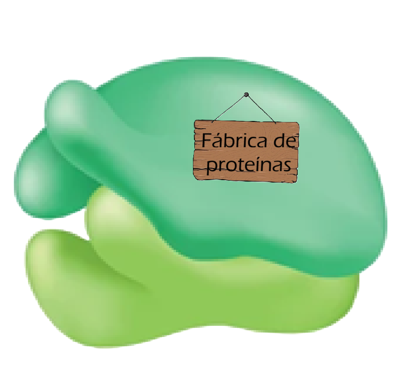 Ribosoma